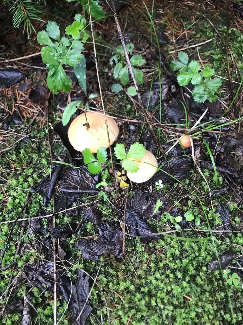 点柄乳牛肝菌,俗称:粘团子,粘窝儿.含肠胃炎毒素,可导致腹泻 - 抖音