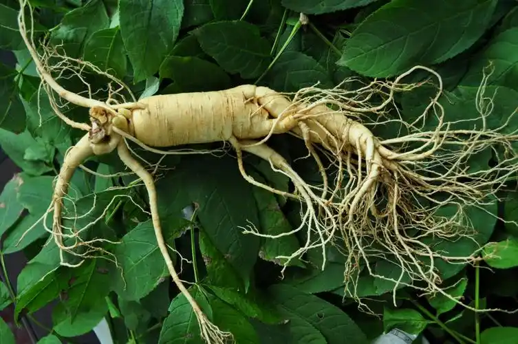 人参- 热门商品专区