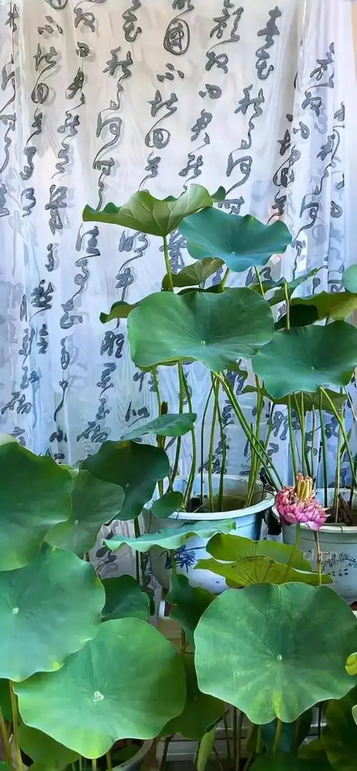 心静如水壁纸(心静如水的唯美句子图片) - 冷求网