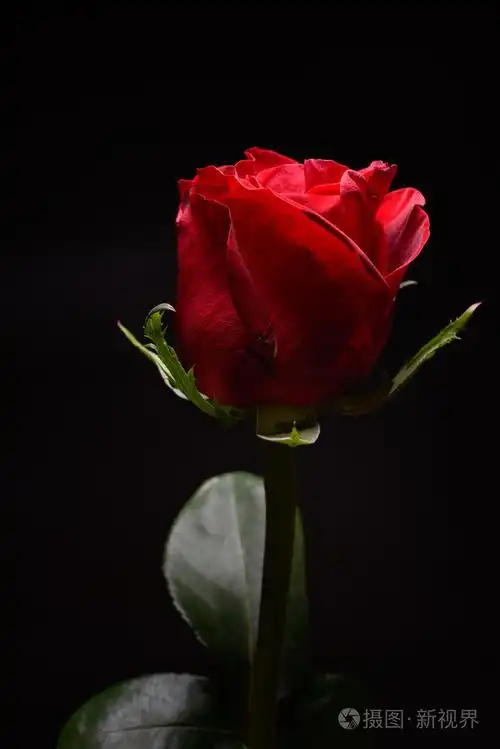 在黑色背景上美丽的红玫瑰与强烈的对比dra