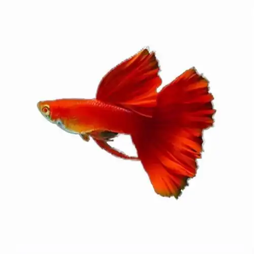 小型热带鱼品种大全图片(30种常见热带观赏鱼)