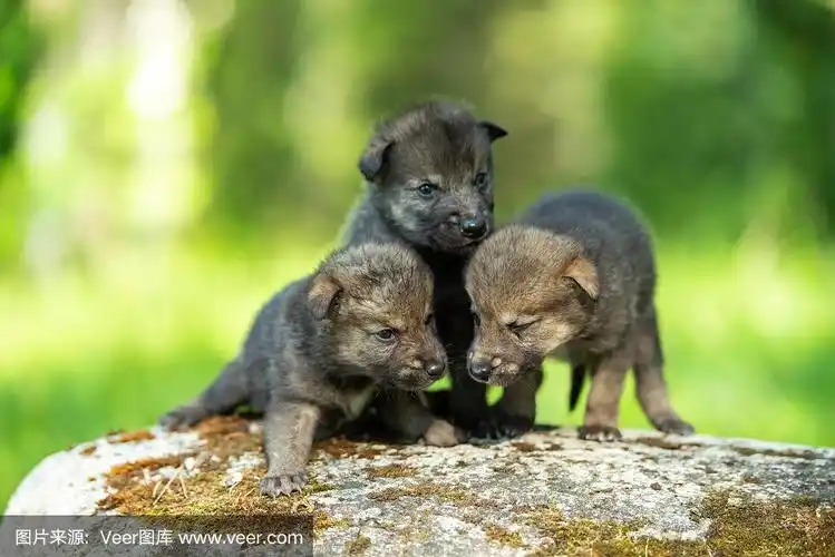 可爱的新生小狼崽