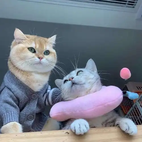 猫咪##情侣头像