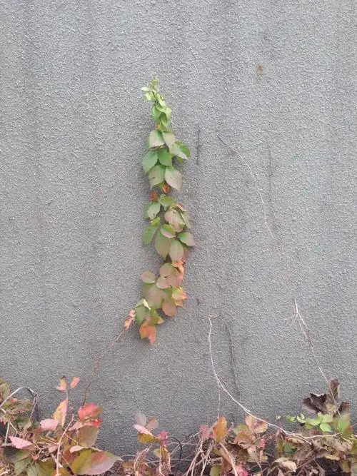 爬山虎静静爬