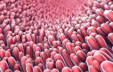 小肠绒毛显微特写的图示照片