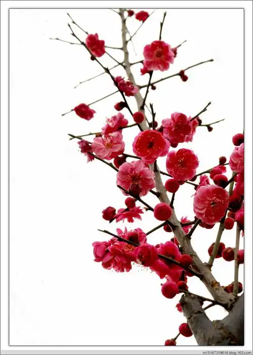 【七月飞雪】高雅梅花,看得我也是醉了!《二》