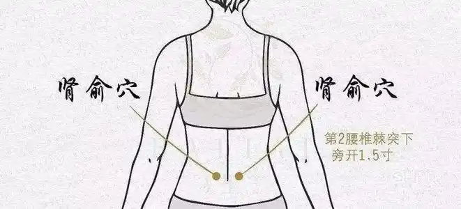 脾俞穴位位置图和作用
