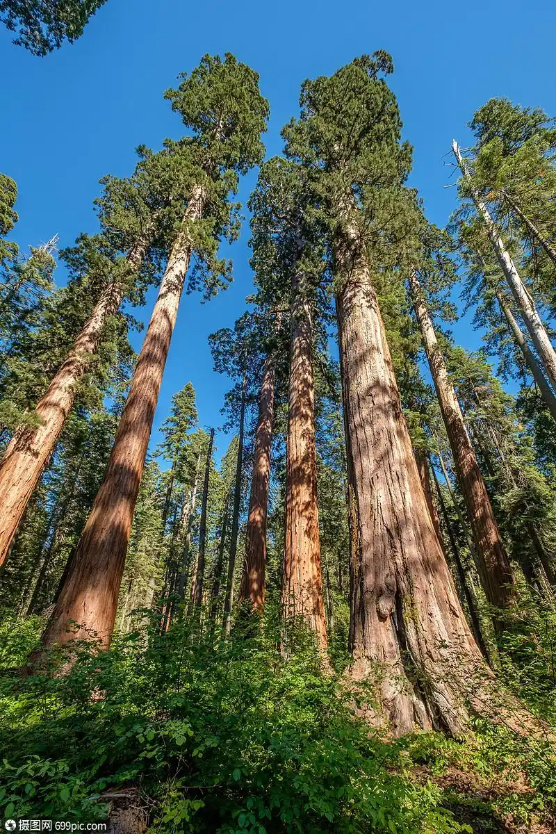 加州大树州公园的红杉树加州,美国