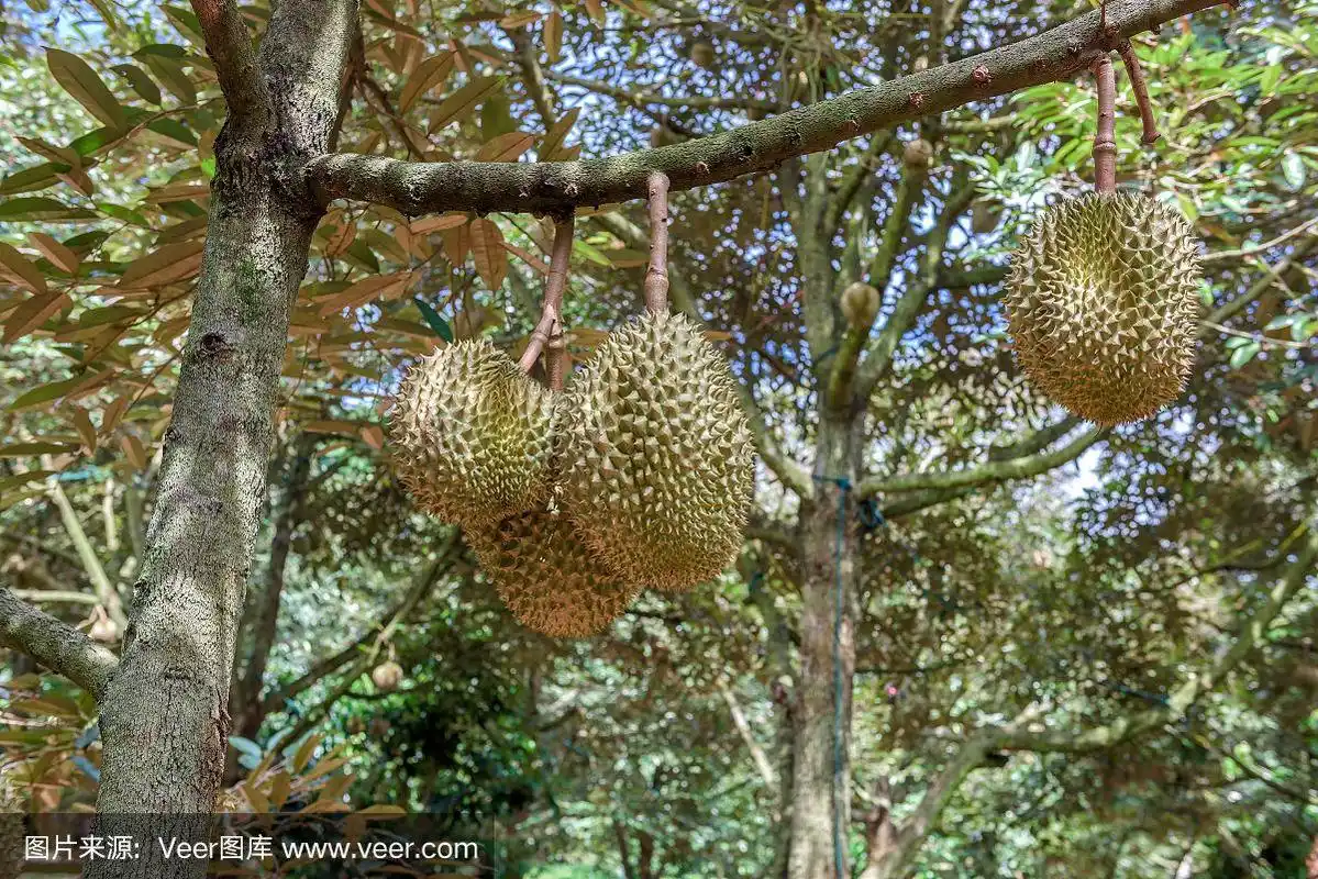 泰国农场树上的榴莲