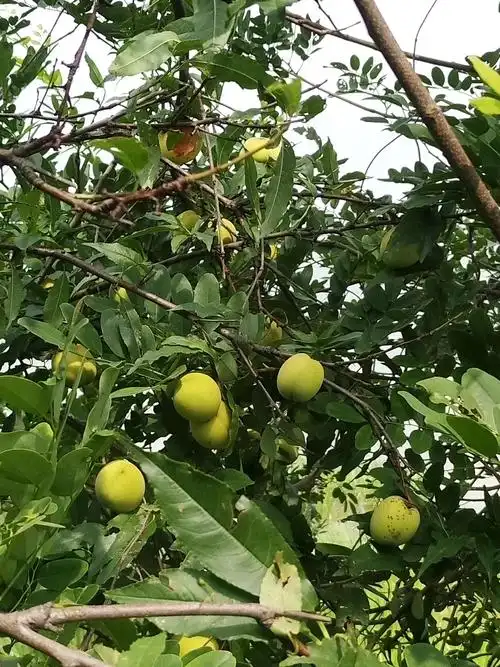 湖边的野桃树上挂满了果实