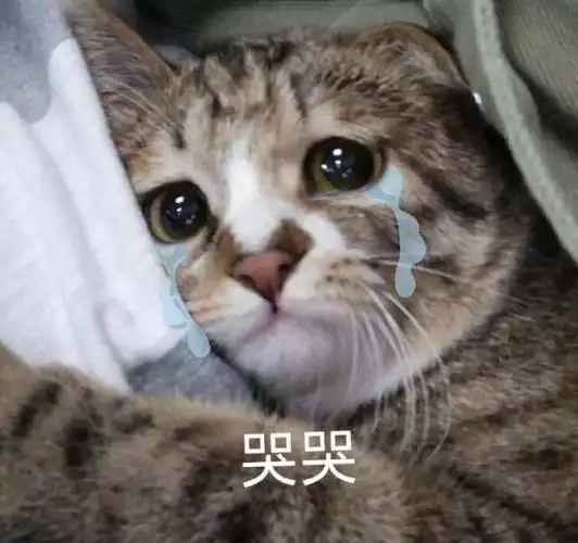 萌宠喵星人哭哭难受呆萌可爱gif动图_动态图_表情包下载_soogif