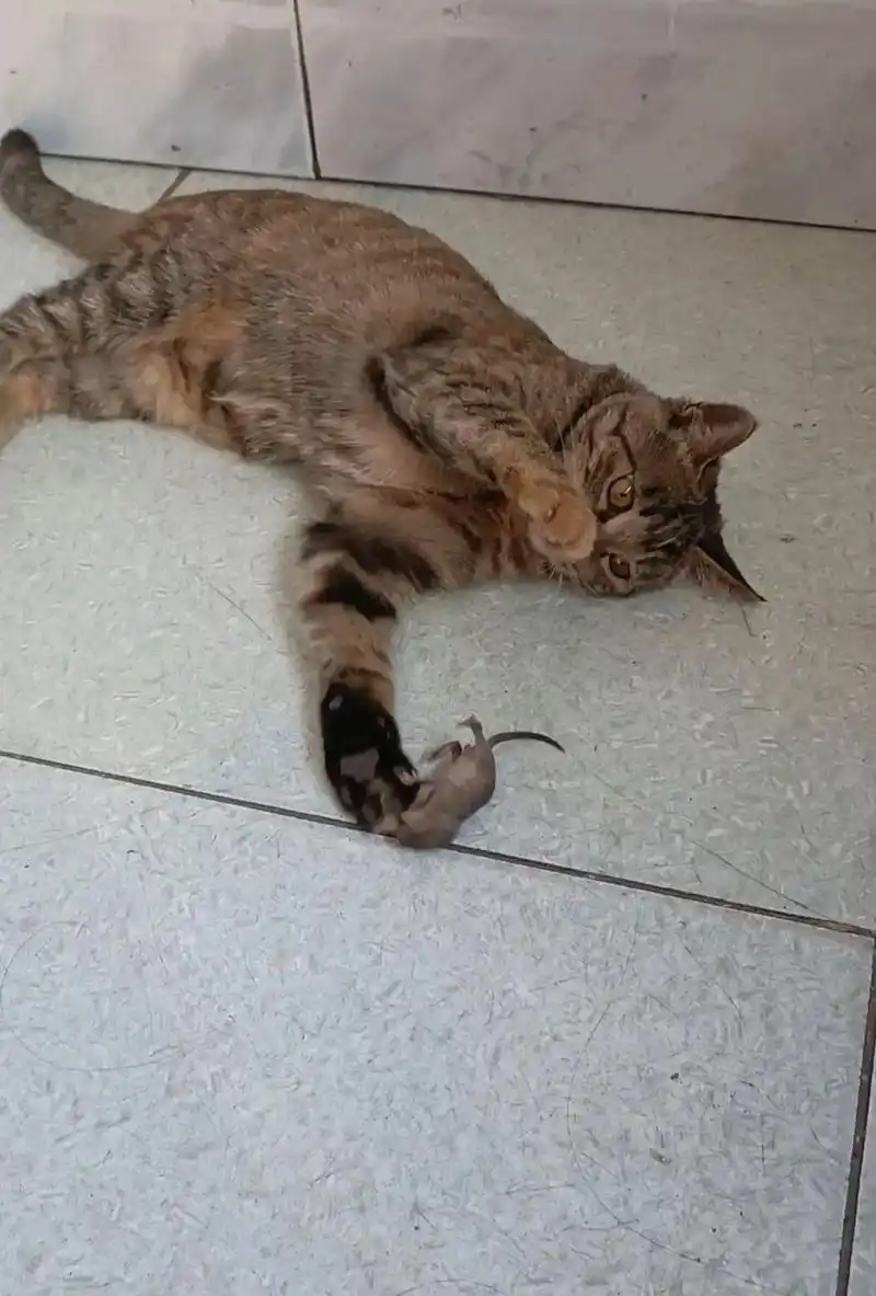 品种:串串,狸花猫混橘猫,猫咪爪子脚底有两个有黑有红, - 抖音