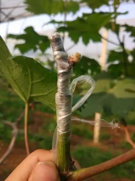 老葡萄树嫁接方法