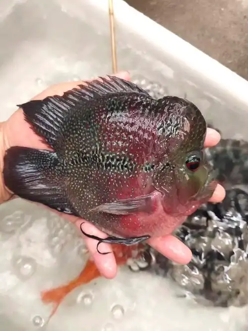 麒麟鹦鹉鱼活体元宝鹦鹉罗汉好养易活宠物淡水鱼鱼