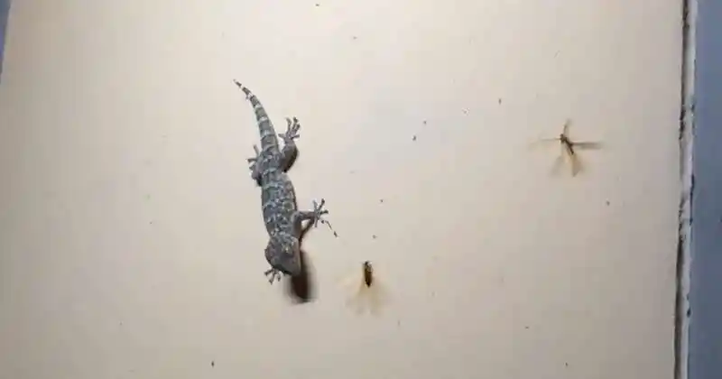 壁虎真有毒?原来它"深藏不露"_动物_女子_尿液