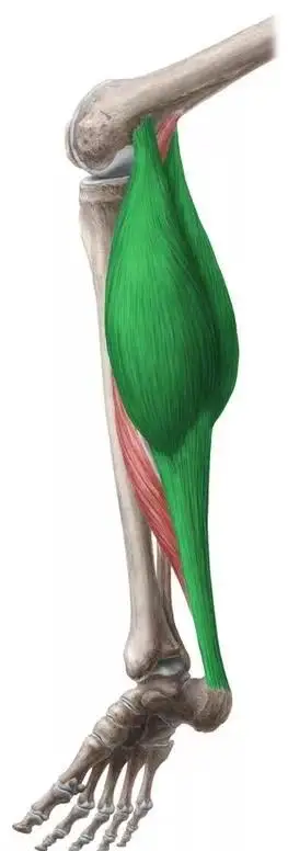 腓肠肌拉伸的方法步骤与适应证-春雨医生