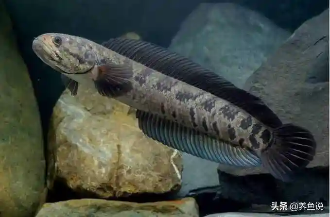 雷龙吃什么雷龙喂虾干好吗