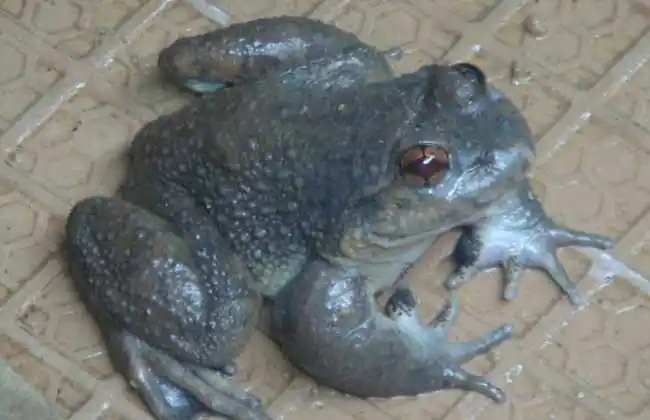 石蛙和青蛙的区别