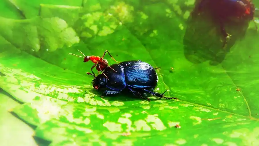 屎壳郎图片-动物壁纸-高清动物图片-第16图-娟娟壁纸