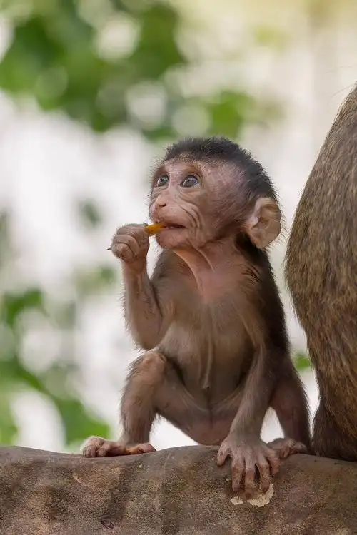 小猴子图片免费下载_小猴子素材_万素网