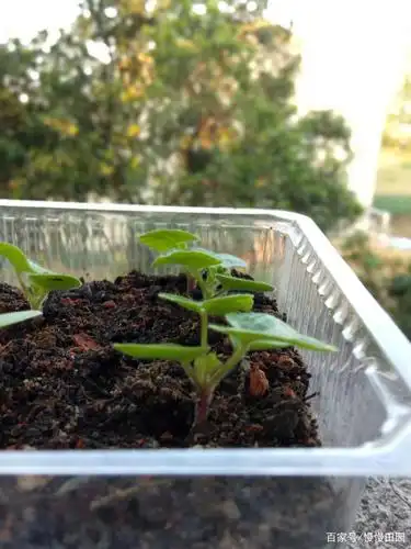 天竺葵种子出芽率100%,请看我是怎么做到的!