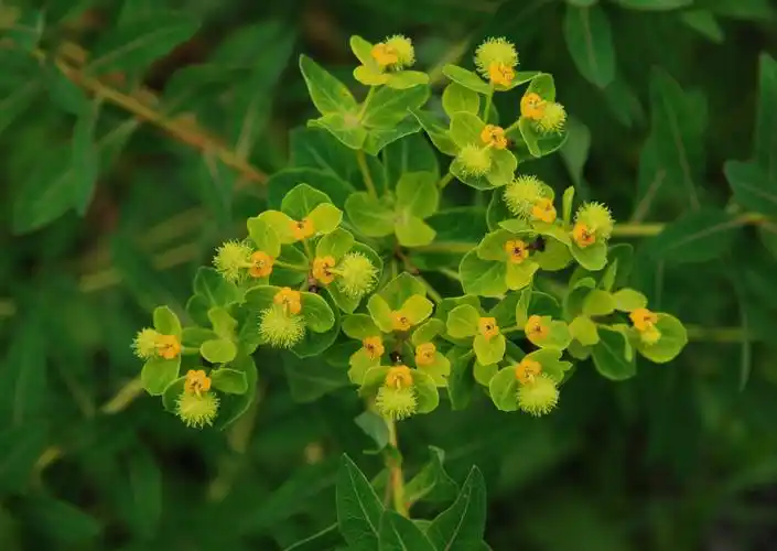 是瑞香科狼毒属植物,多年生草本,高20-50厘米;根茎木质,粗壮,圆柱形