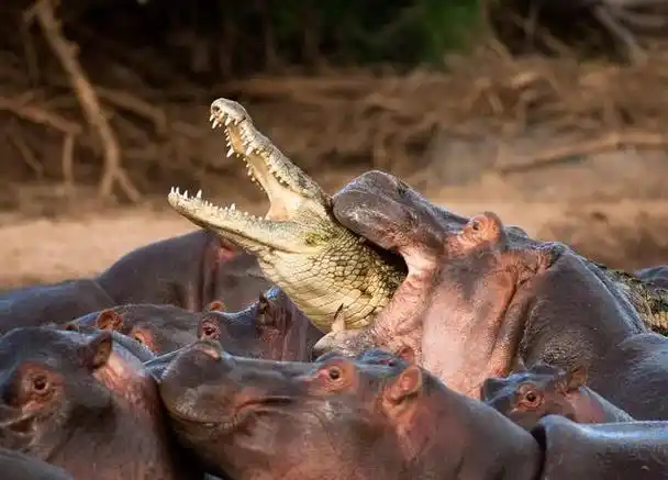 "河马是非洲大陆上第三大的陆生哺乳动物,体型巨大,仅次于大象和犀牛