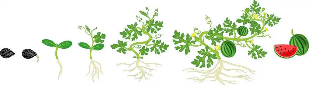 西瓜从种子,发芽到收获的生长阶段照片