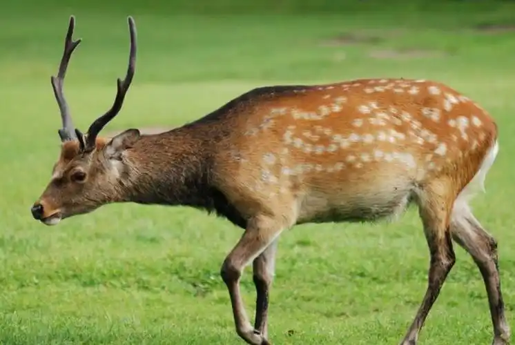 世界上的鹿种类有多少种?