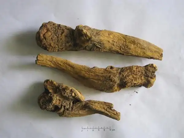 a027 大黄药用      a027 大黄掌叶