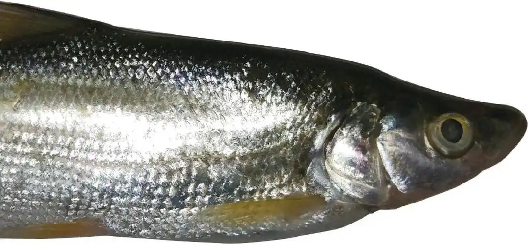 图片 江西水产经济动物 正文 【分类地位】鲤形目,鲤科,鲌亚科,鲌属