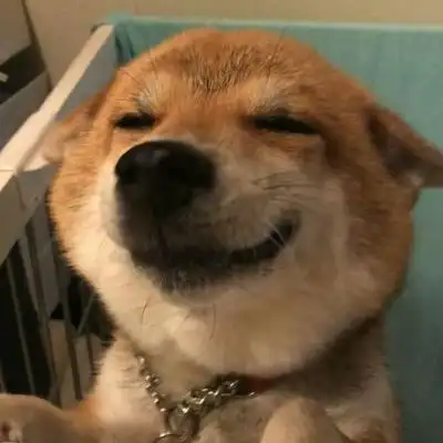 柴犬单身狗可爱的头像图片大全