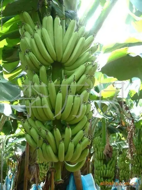 供应西双版纳特色香蕉