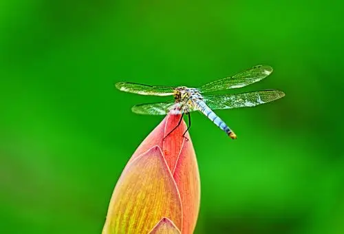 佳能1dxmarkⅢ70200mmf282倍增巨镜北京西海拍摄的蜻蜓与荷花