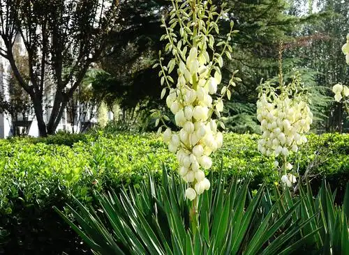 凤尾兰很难折腾死的一种花