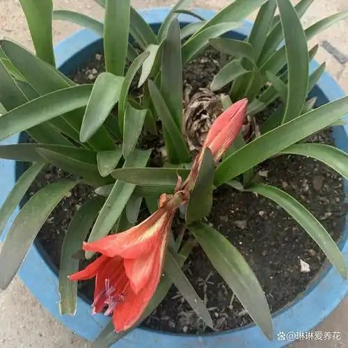 买朱顶红,十几块钱指定是土株,基本不开花,好评都是刷的