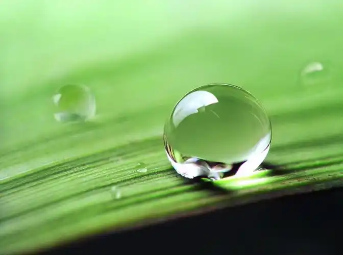 野草上的水珠 5 - 生态摄影 - 新摄影论坛