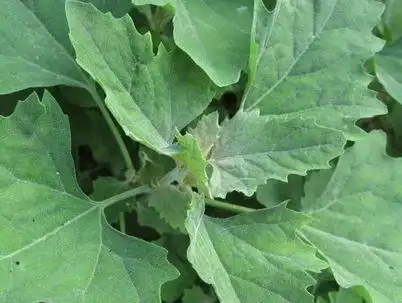 不能吃的灰菜图片有毒灰菜与灰菜的区别吃灰菜会中毒吗