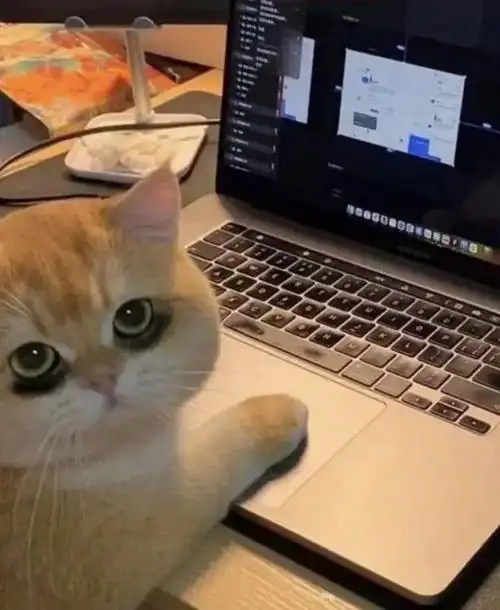 fb/sand ew夜猫子说的就是它了吧!是熬了多久的夜啊?