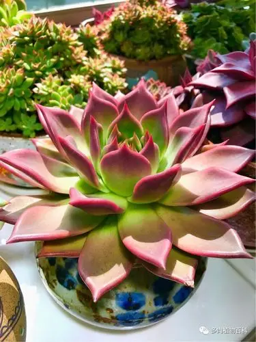 多肉美文念你只为光阴许我的柔情