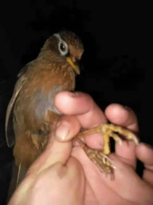 帮帮帮忙大家帮我看一下我这个画眉鸟是公的还是母的?谢谢大家