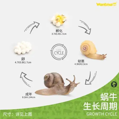 儿童仿真动物模型生长过程生命周期科教玩具仿真