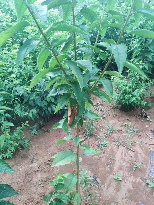 5公分带侧枝美早大樱桃树苗