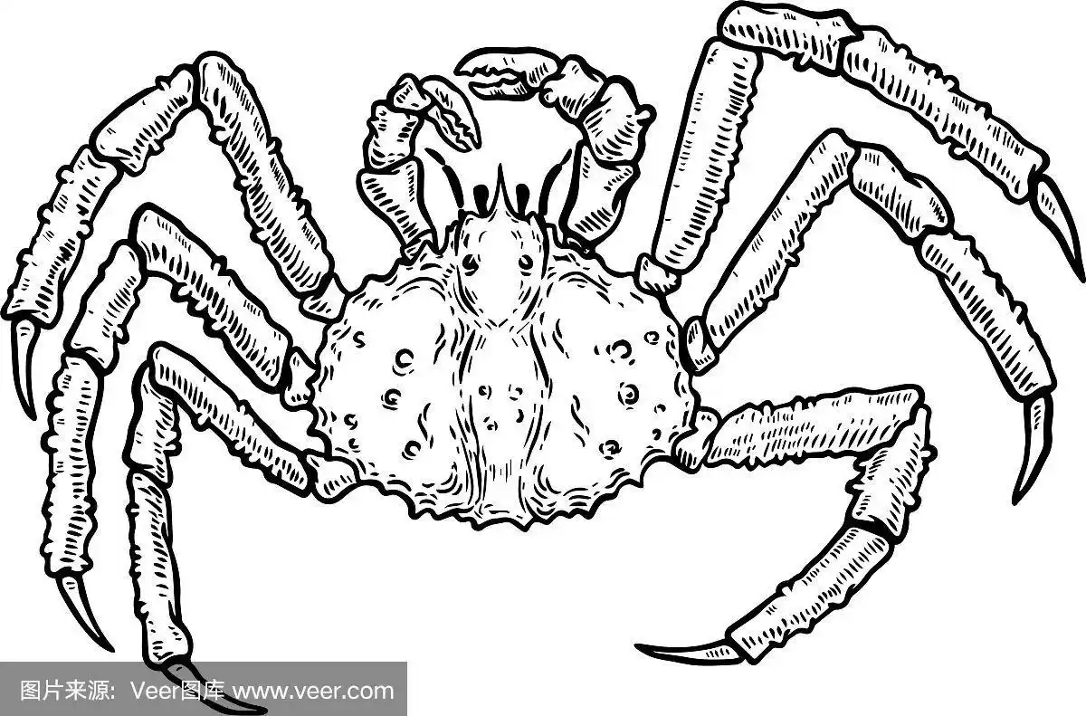 帝王蟹孤立在白色背景设计