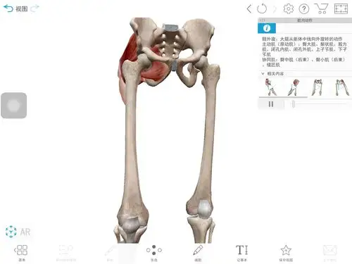 怎么判断髋外旋还是内旋