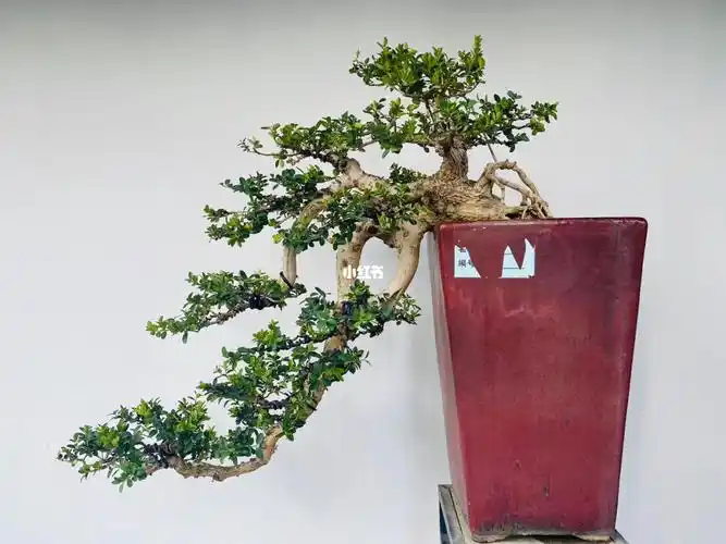 悬崖海岛黄杨  #精品海岛黄杨  #海岛黄杨  #海岛黄杨盆景  #茶空间