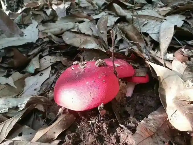 野生红菇