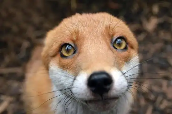 小狐狸卖萌表情招人爱. http://www.quwenlieqi.com/funny/863.html