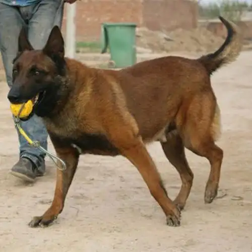 中卫纯种马犬幼犬多少钱马犬的智商和优点几个月的马犬开始训练