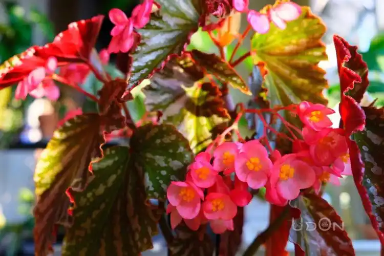 家里最不受待见的秋海棠